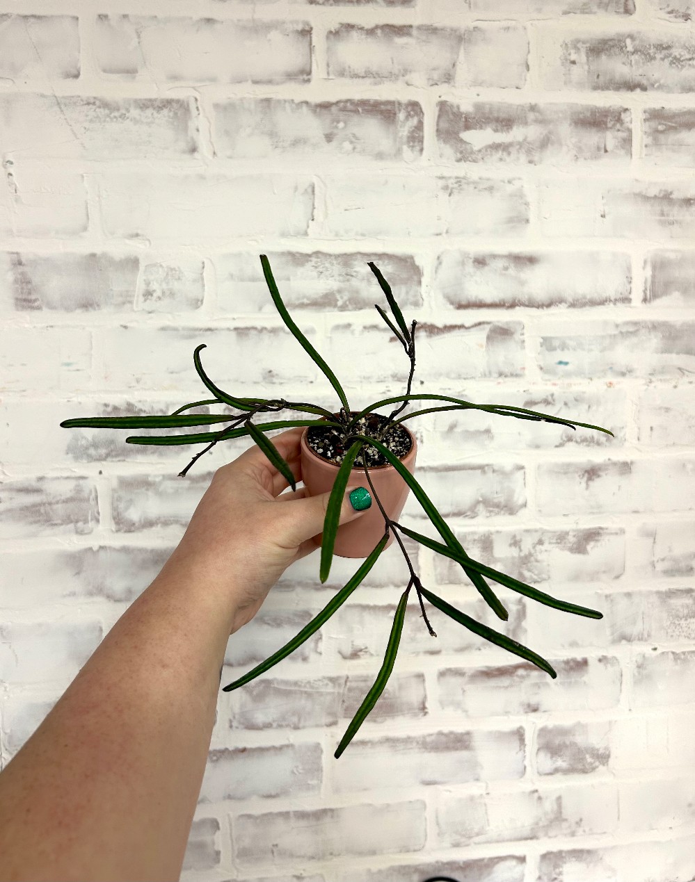LIVE PLANTS