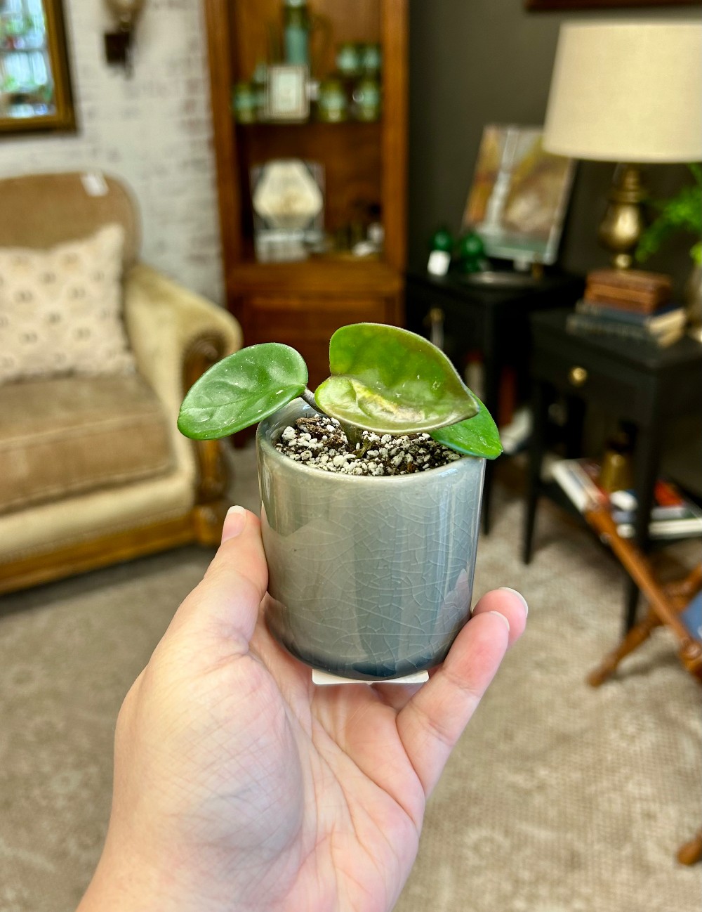 LIVE PLANTS