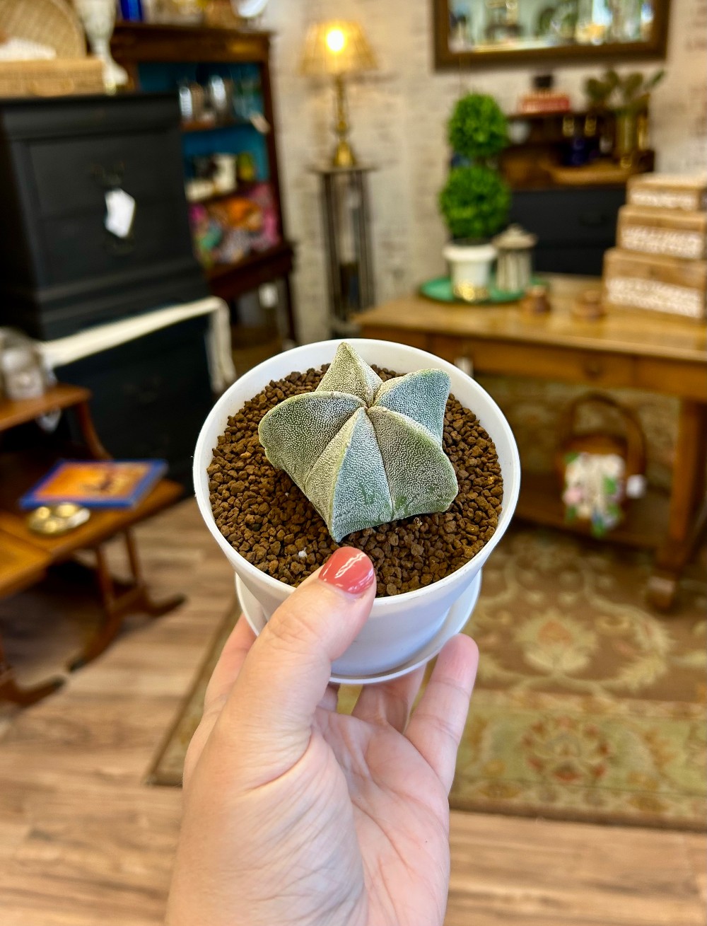 LIVE PLANTS
