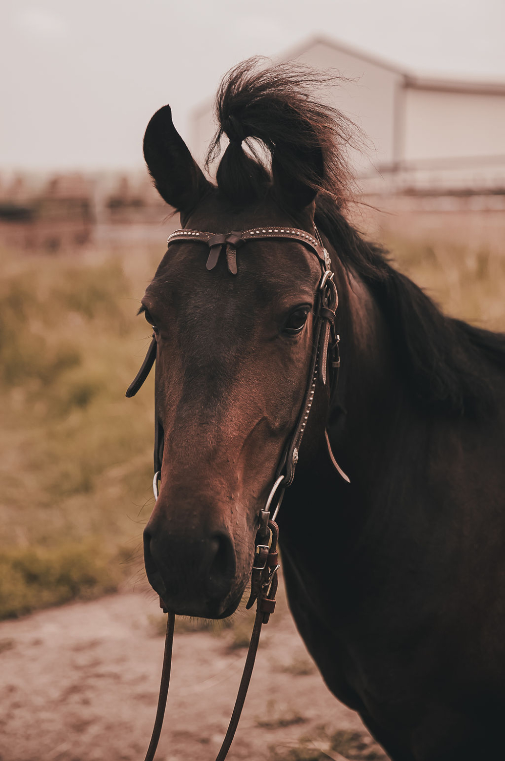 Everything Pony