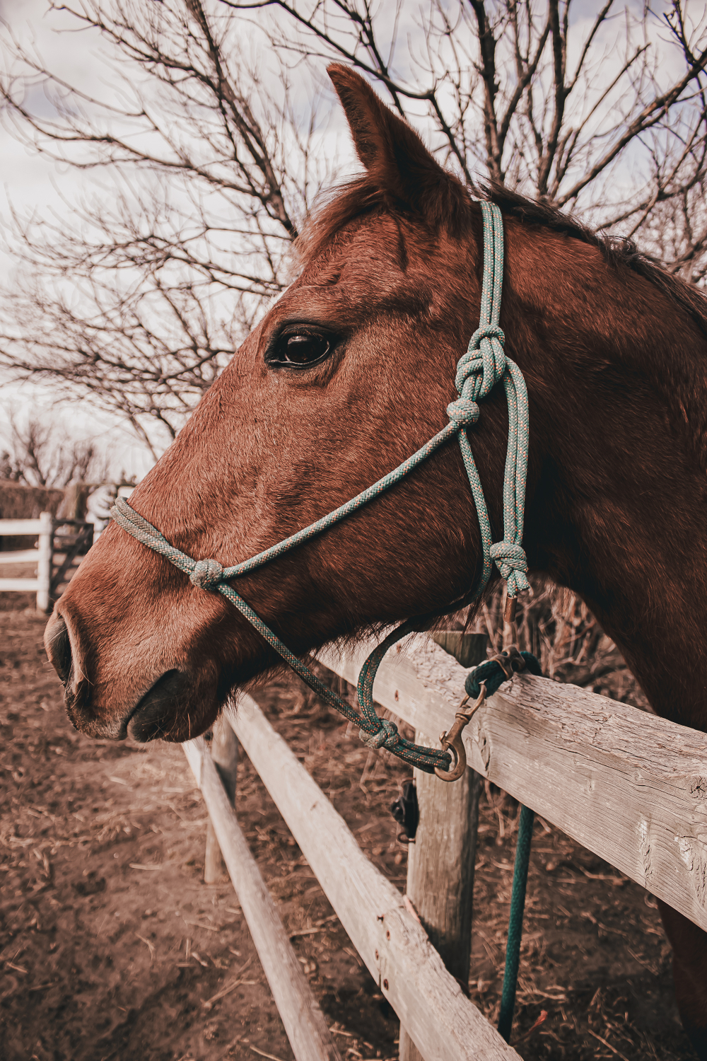 Halters and Leadropes