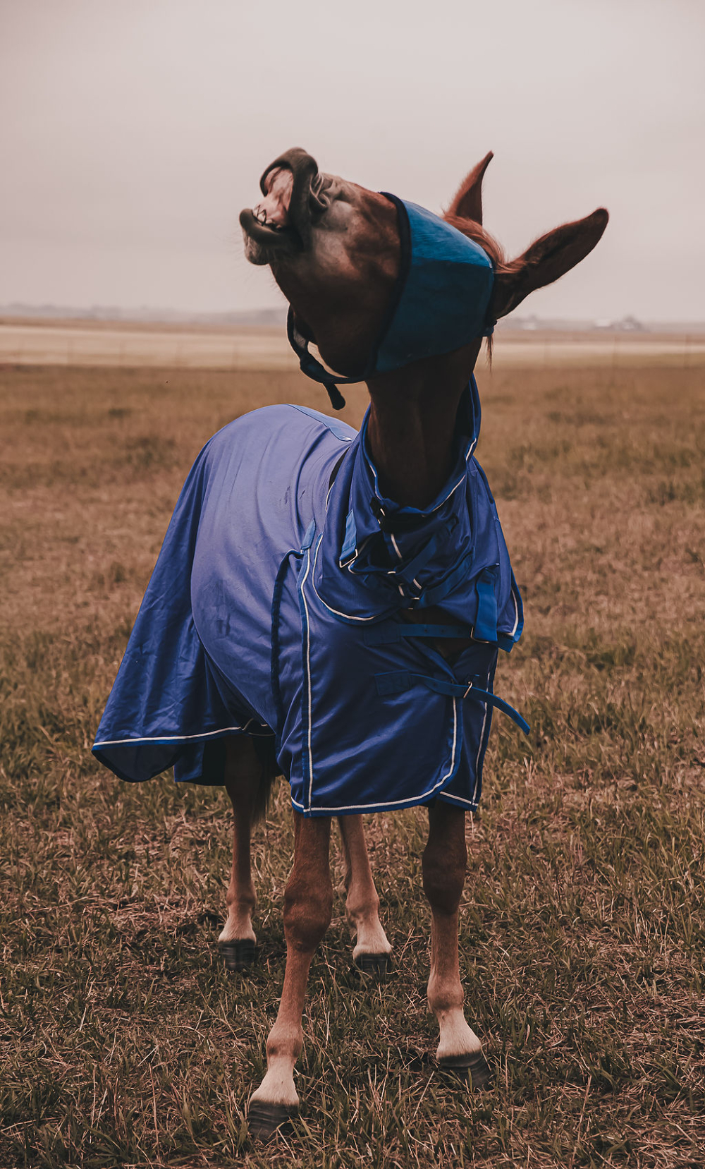 Fly Sheets and Fly Masks
