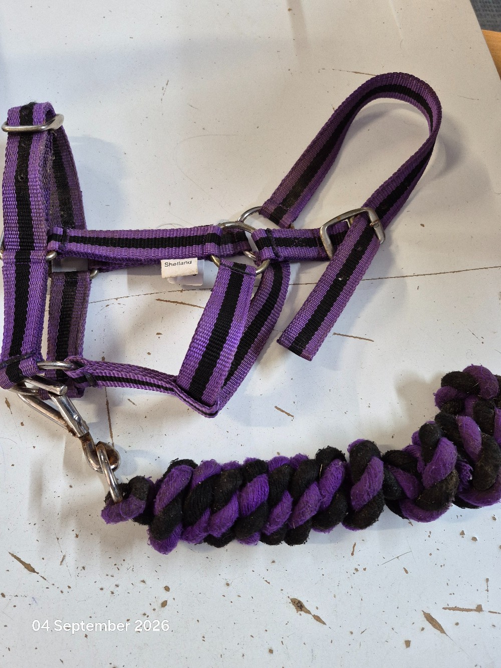 Nylon HEad COllar & Lead Rop Size Shetland Purple/Black USED