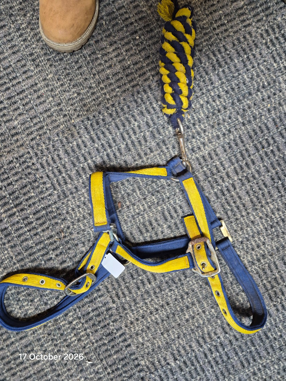 HEad Collar & LEad Rope Size Full Colour Yellow/Navy USED