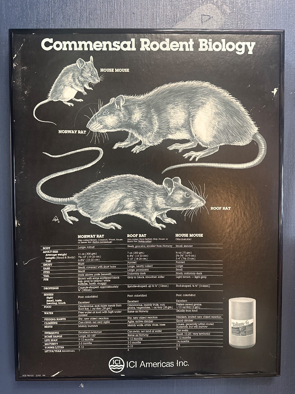 ICI Americas Commensal Rodent Biology Educational Chart – Framed