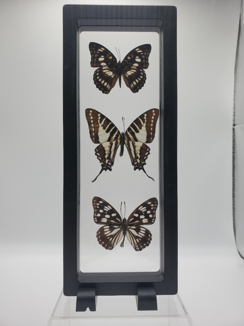 Three-Piece Butterfly Vertical Framed Taxidermy