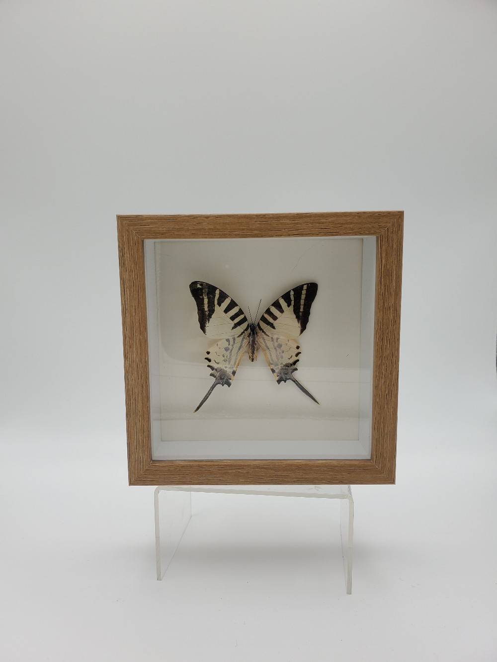 Five Bar Swordtail Butterfly Taxidermy