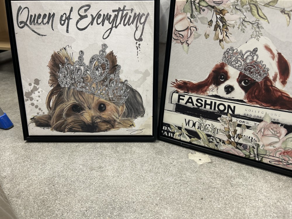 Fashion Dog Pictures