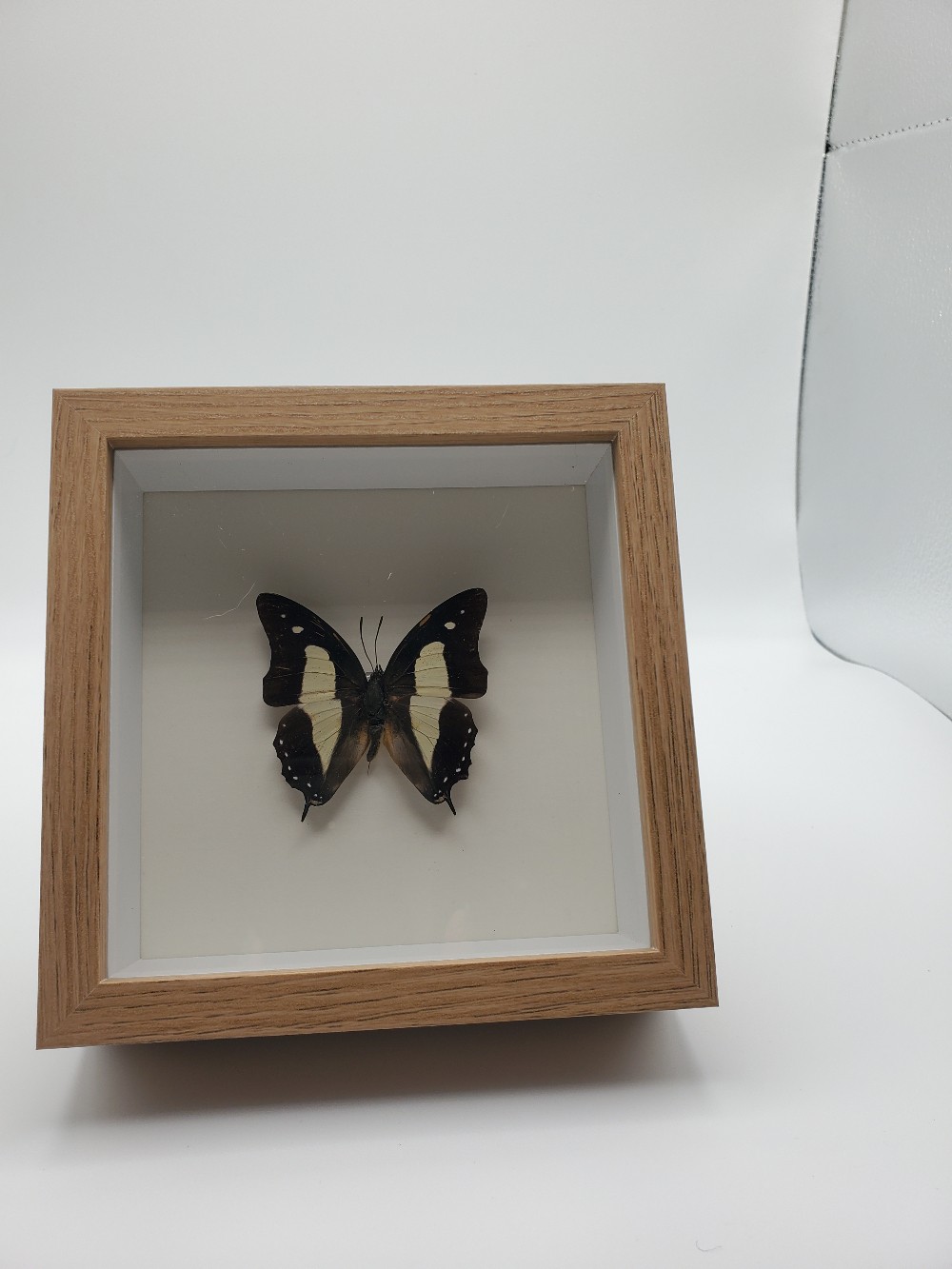 Common Nawab Butterfly Taxidermy
