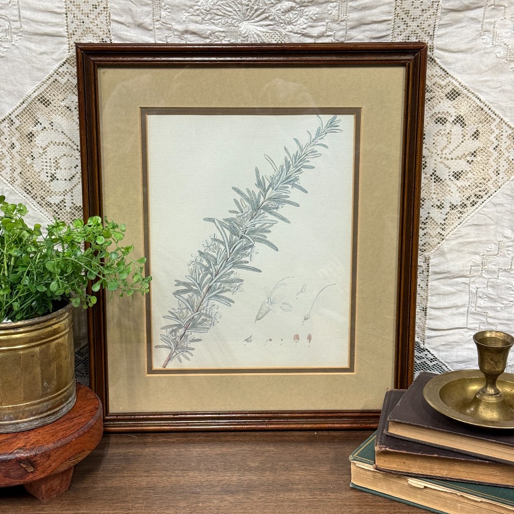 Framed Rosemary Botanical Print