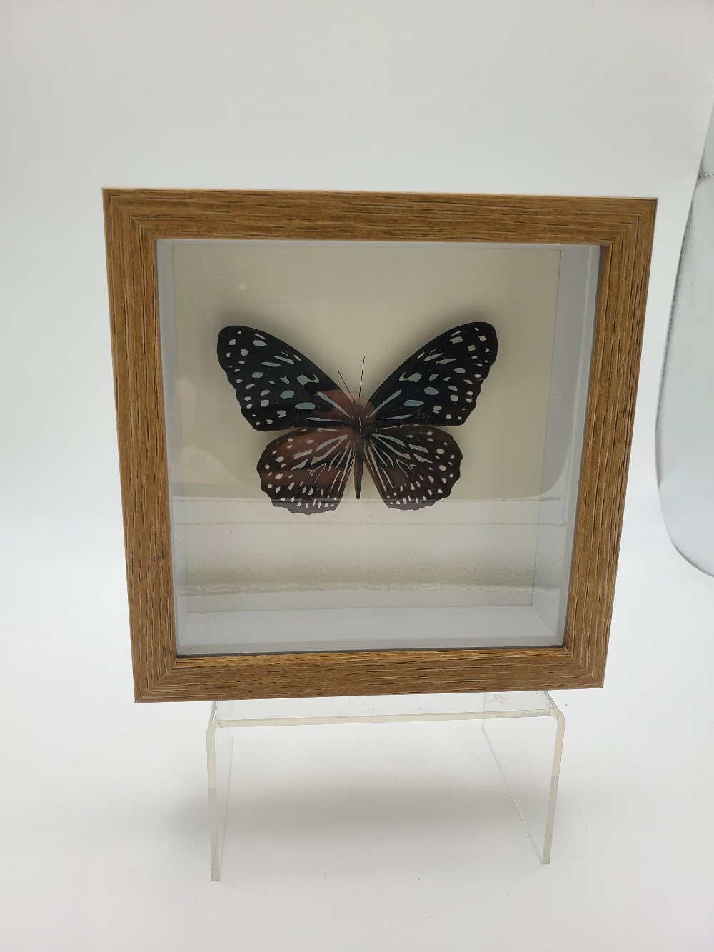 Blue Tiger Butterfly Taxidermy
