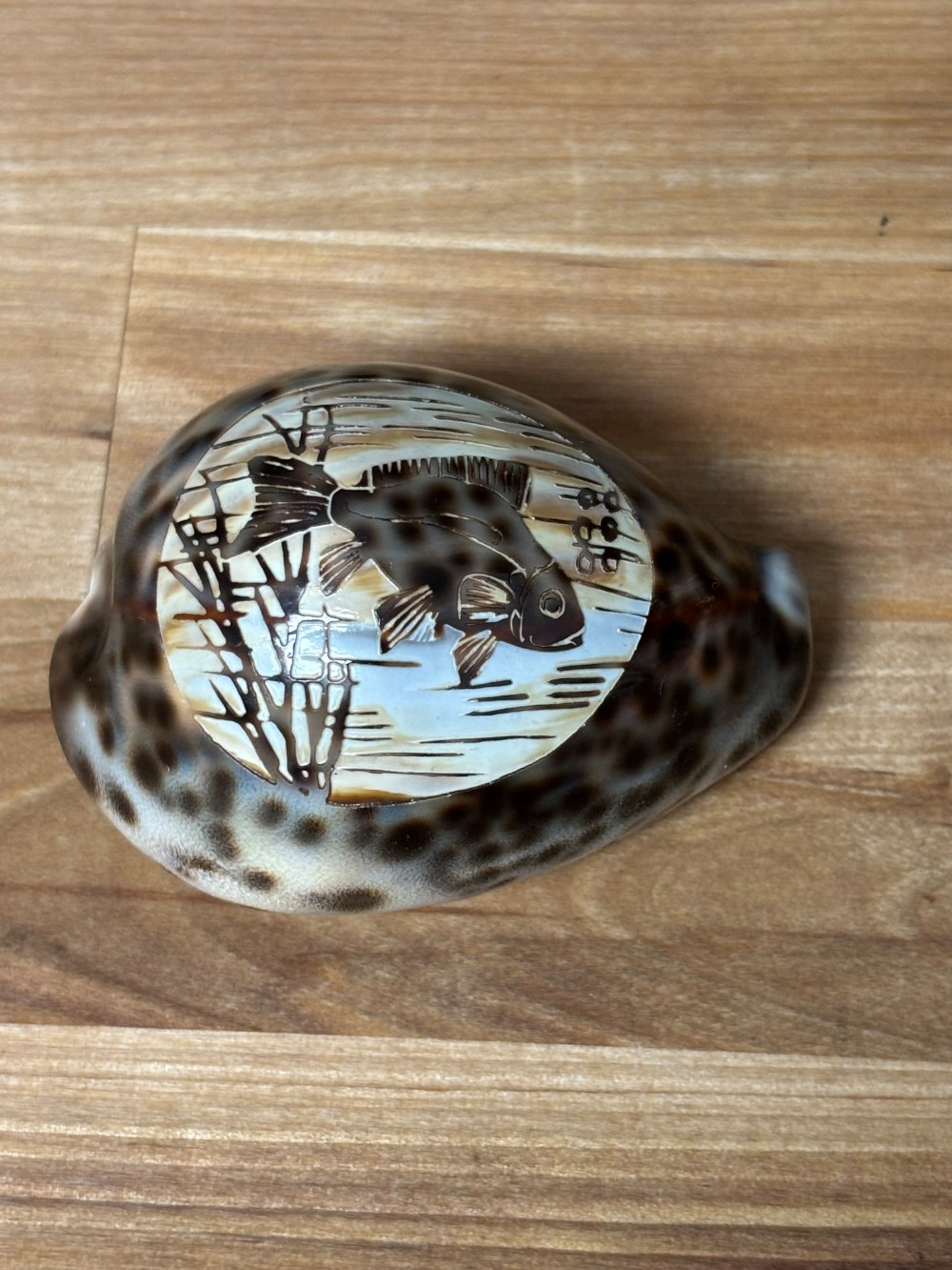 Hand Carved Cowrie Shell Fish Scene Souvenir Made in India