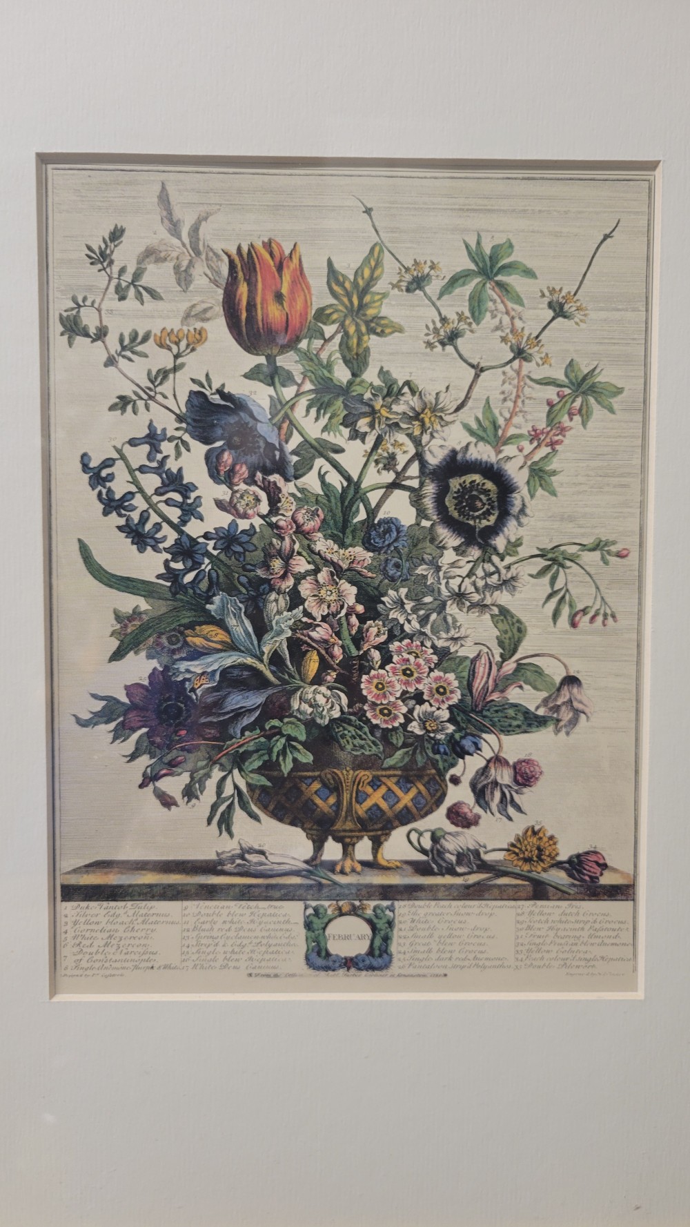 February - Framed Botanical Print