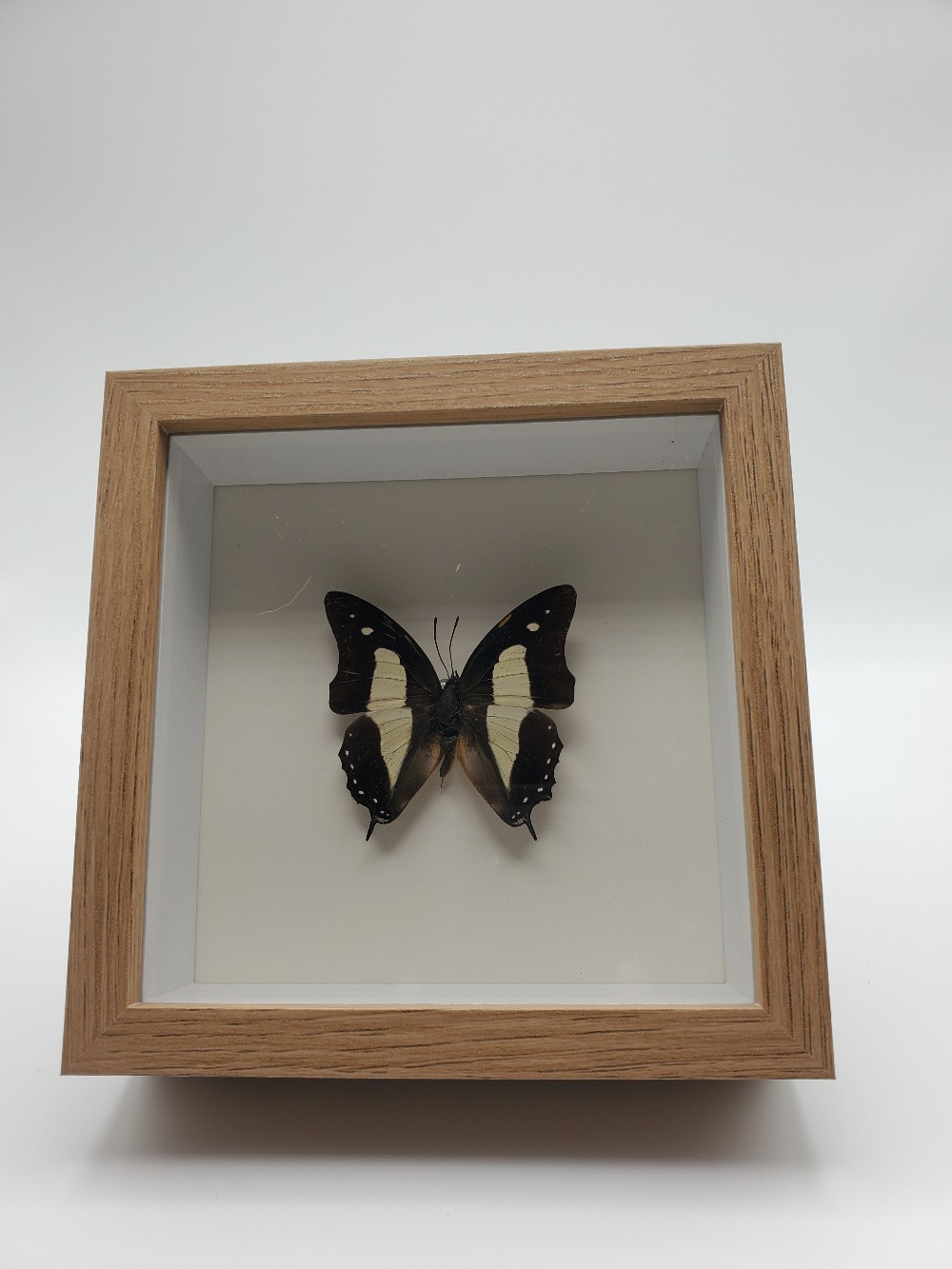 Common Nawab Butterfly Taxidermy