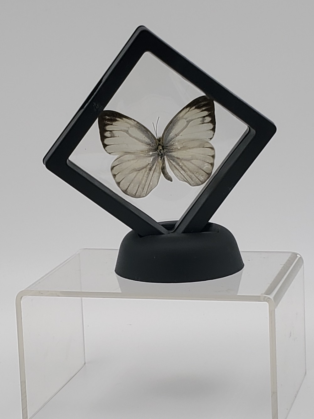 Glasswing Butterfly Taxidermy