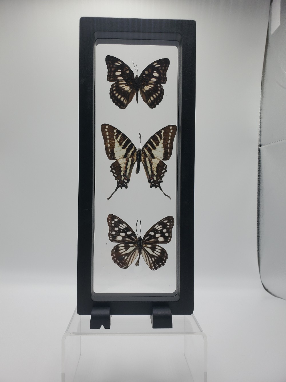 Three-Piece Butterfly Vertical Framed Taxidermy