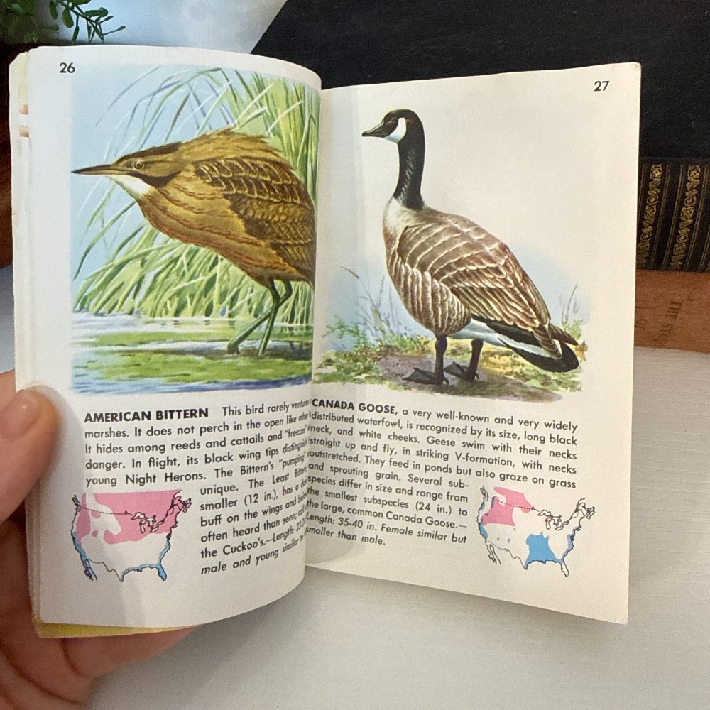 Golden Guide Birds – Vintage Pocket Guide