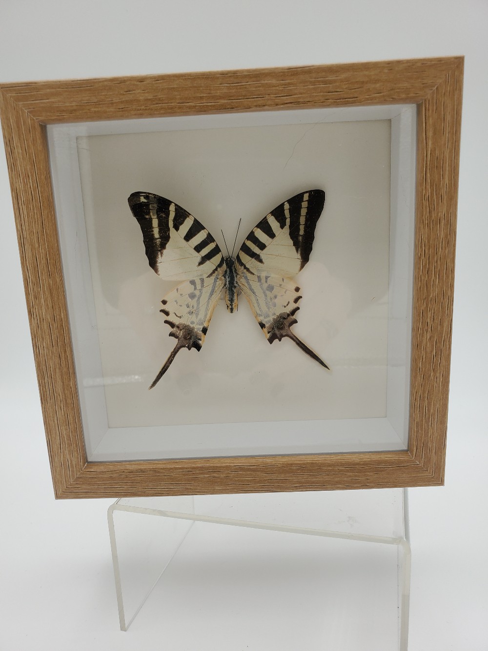 Five Bar Swordtail Butterfly Taxidermy