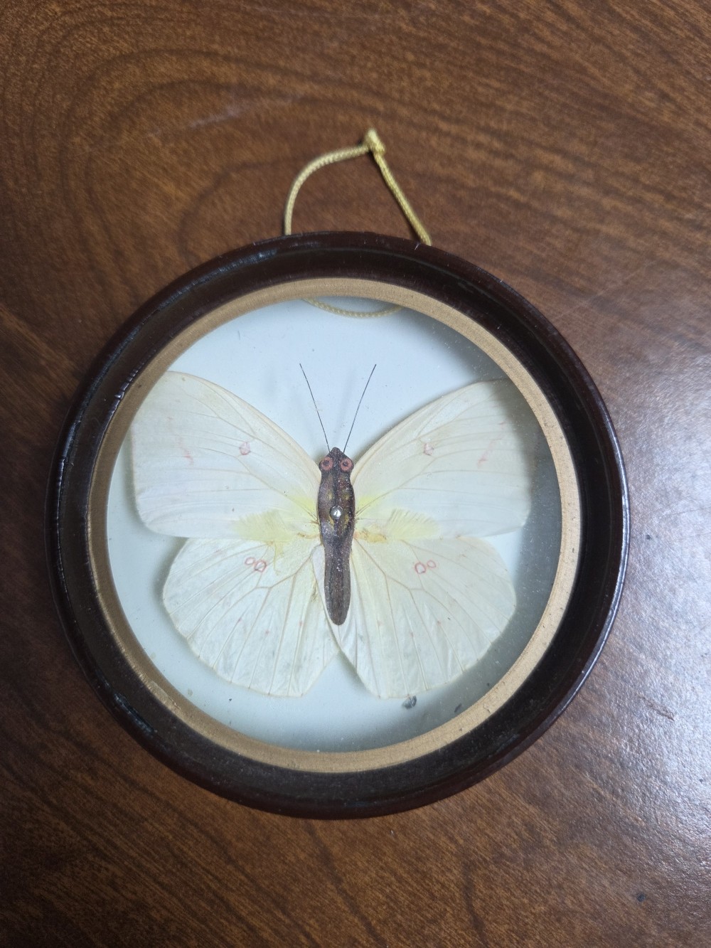 VTG Enesco Taxidermy Butterfly Wall Hang 1