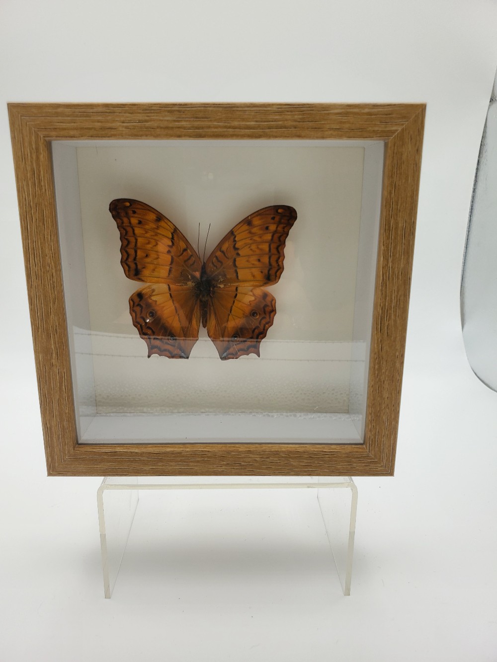 Cruiser Butterfly Taxidermy