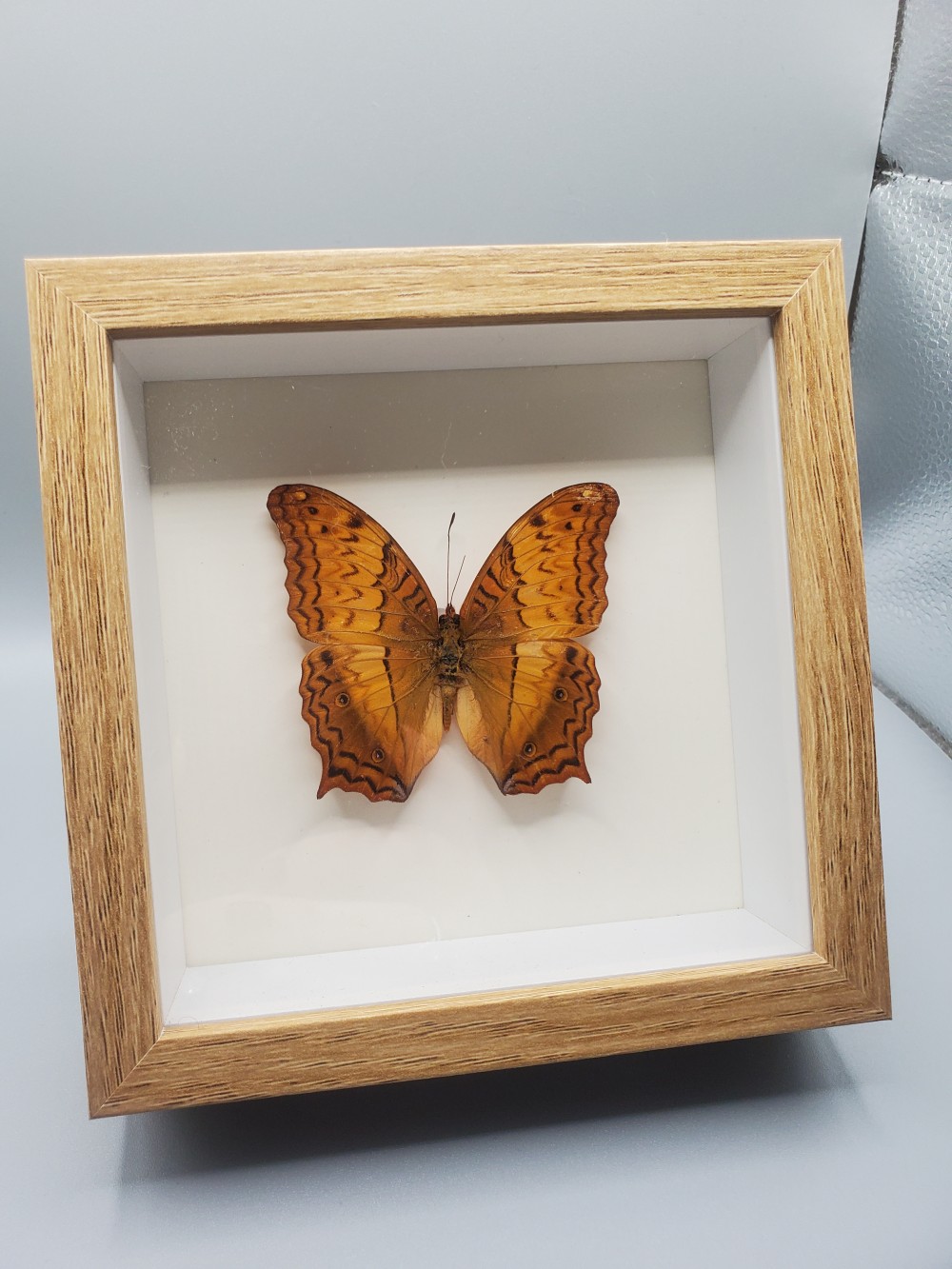 Butterfly Taxidermy Cruiser Butterfly