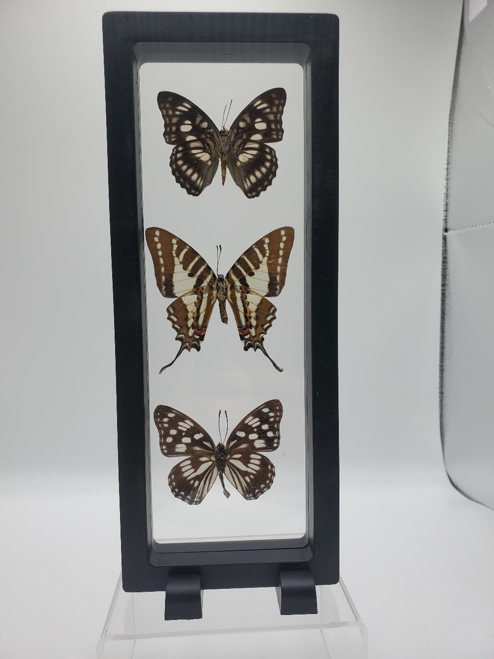 Three-Piece Butterfly Vertical Framed Taxidermy