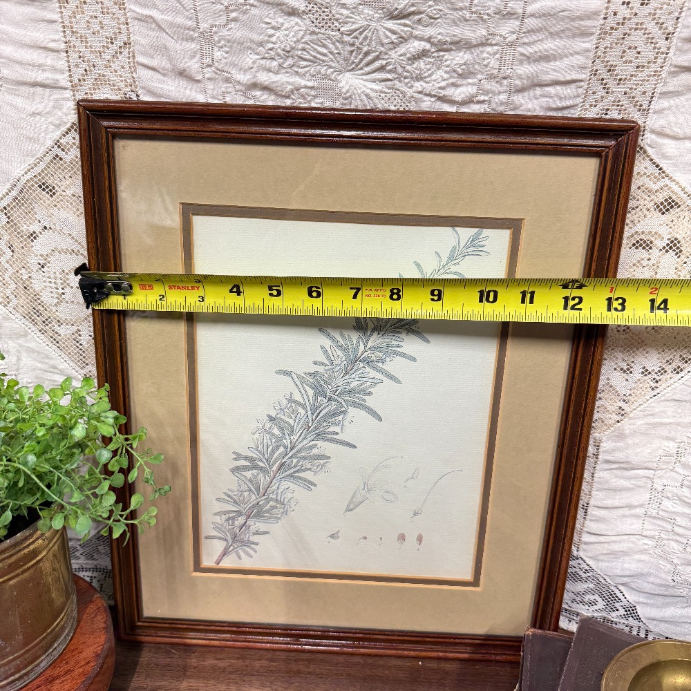 Framed Rosemary Botanical Print