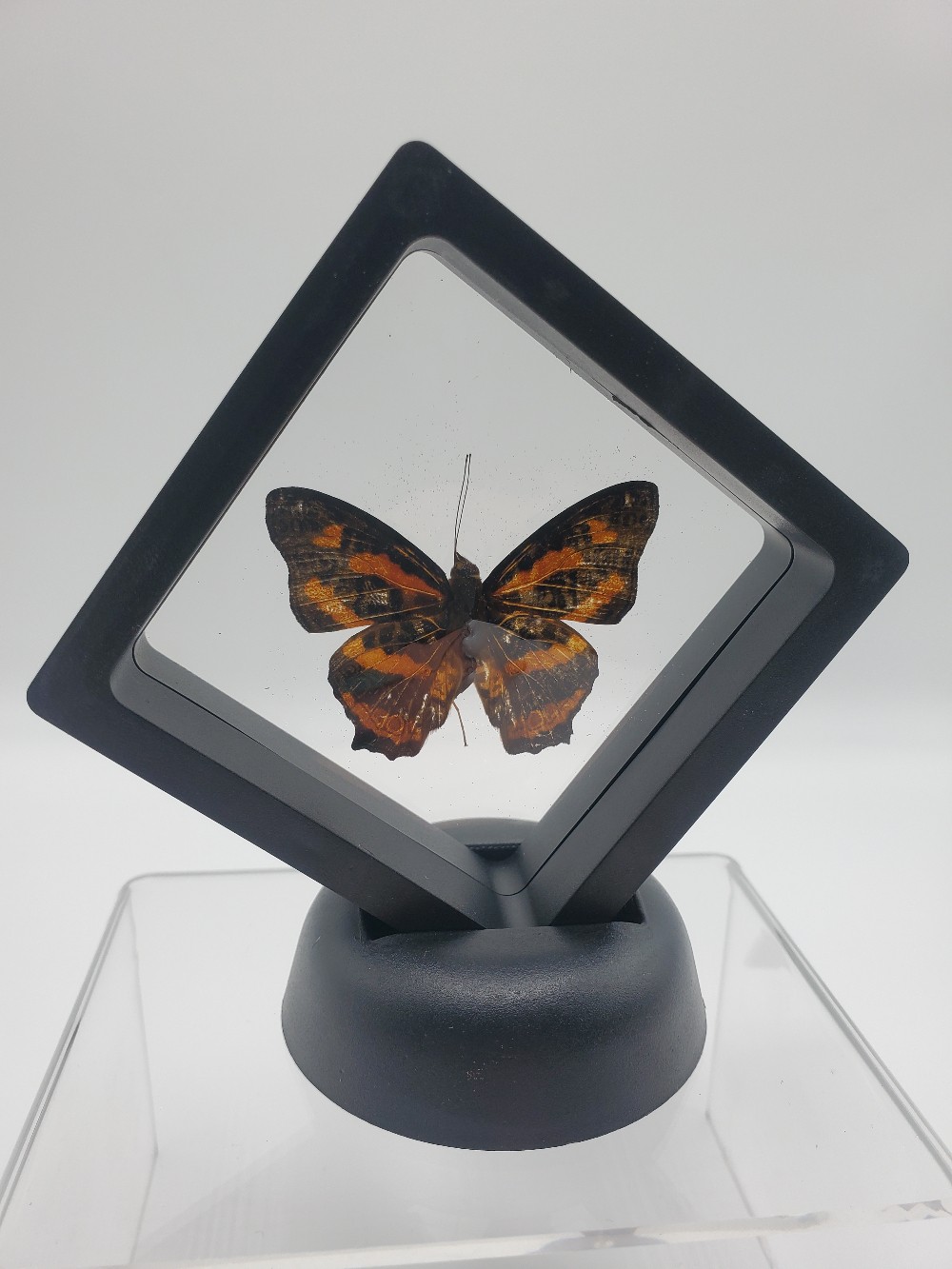 Amur Butterfly Taxidermy Small Framed
