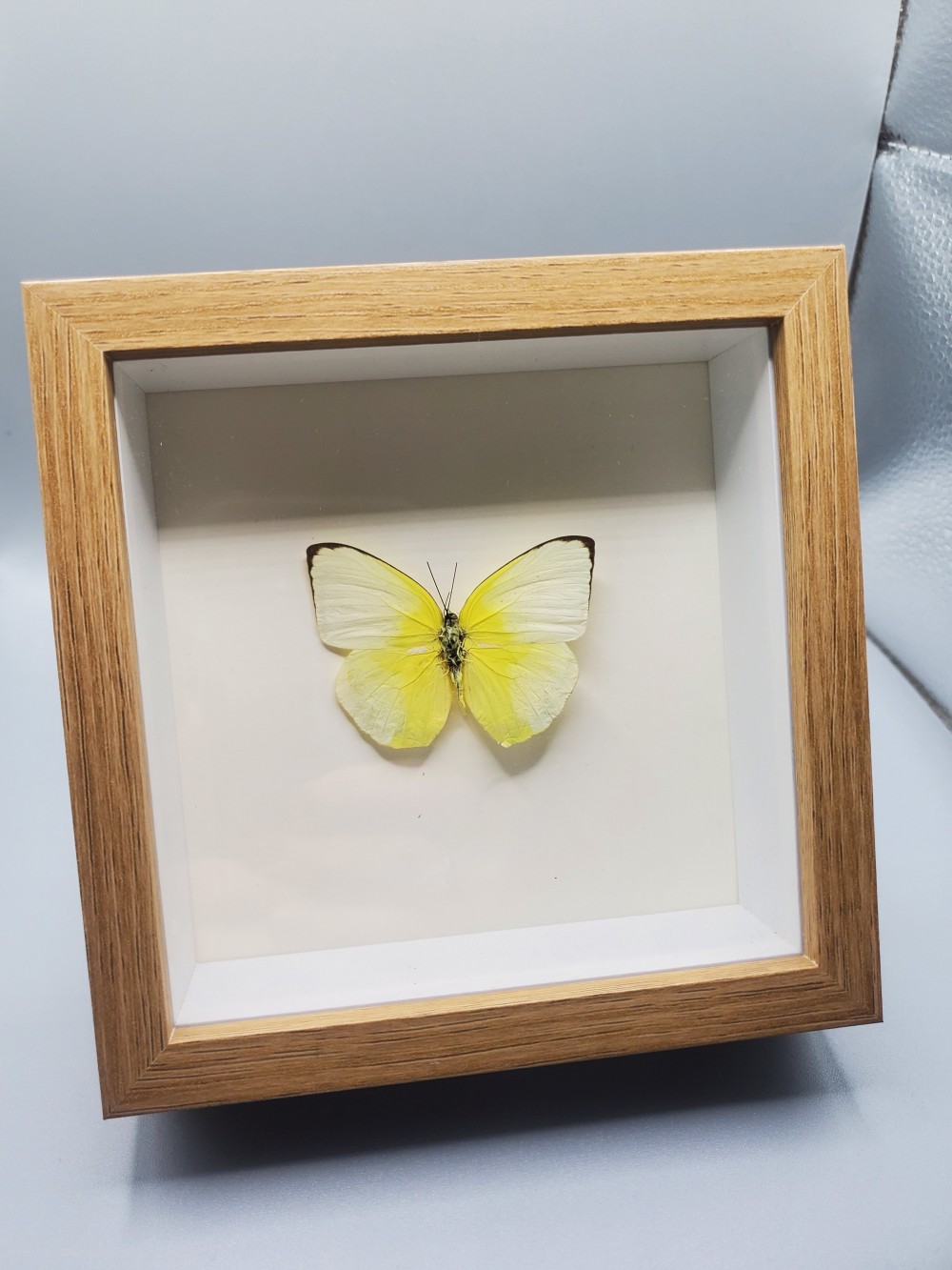 Butterfly Taxidermy Lemon Emigrant