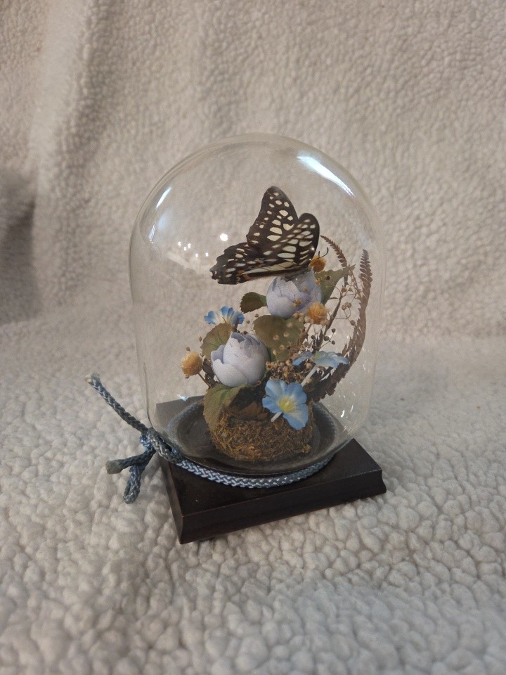 VTG Real Butterfly & Dried Flowers