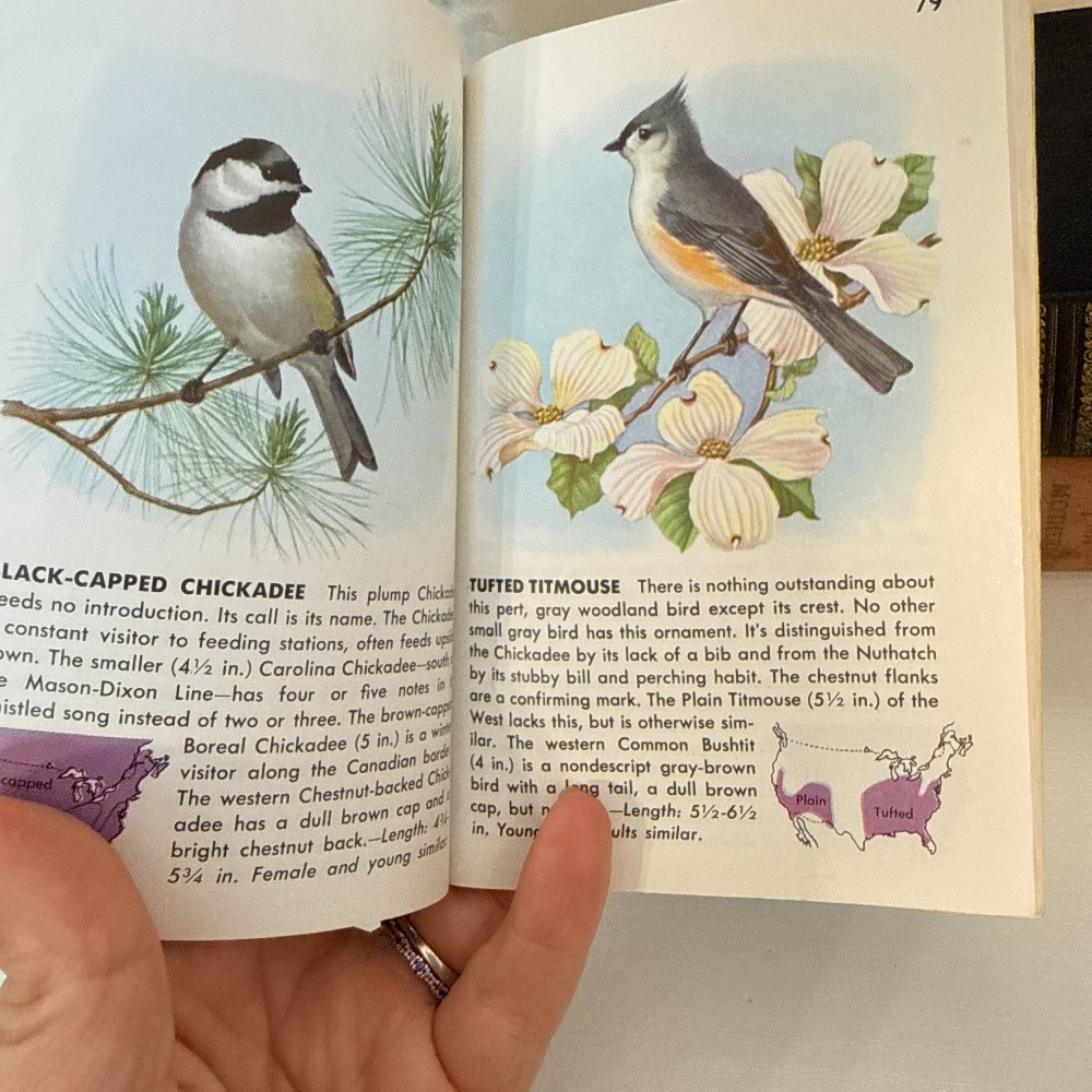Golden Guide Birds – Vintage Pocket Guide
