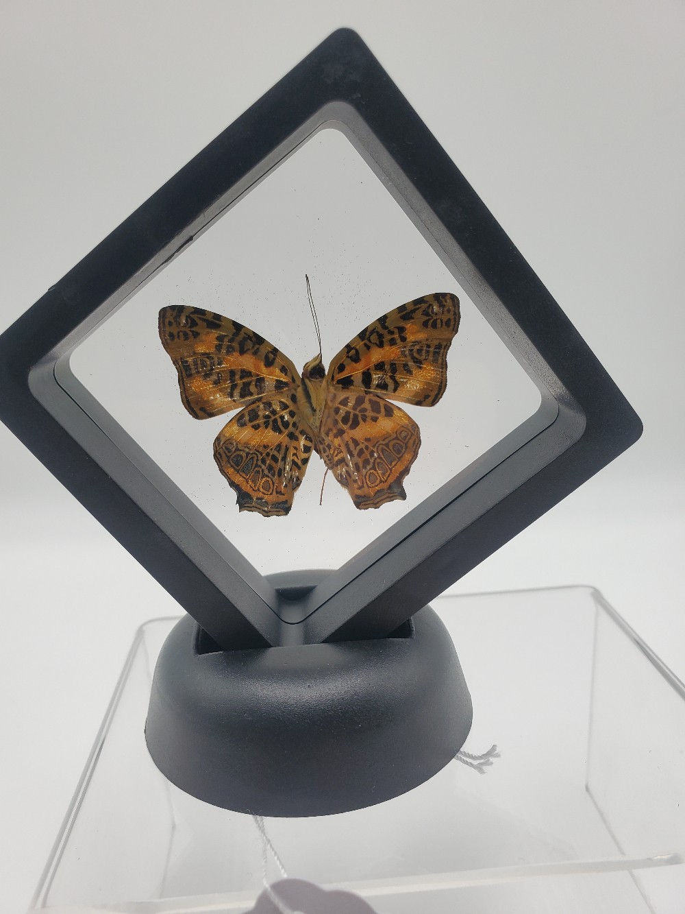 Amur Butterfly Taxidermy Small Framed