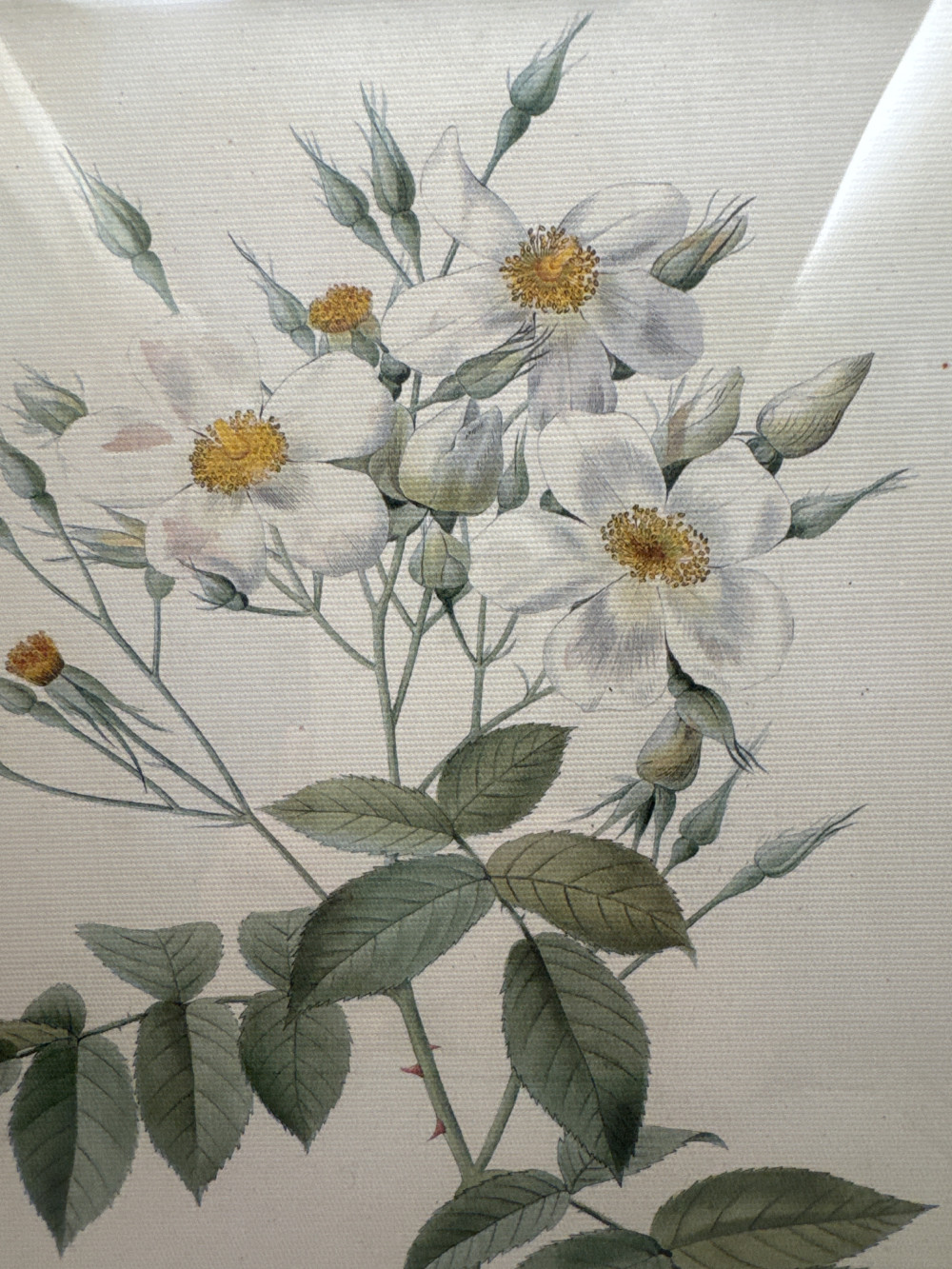 BOTIANICAL PRINT, MUSK ROSE BY REDOUTE, PARIS