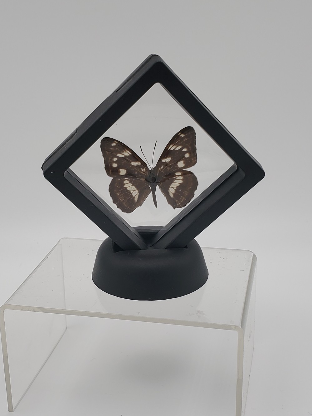 Amur Buterfly Taxidermy