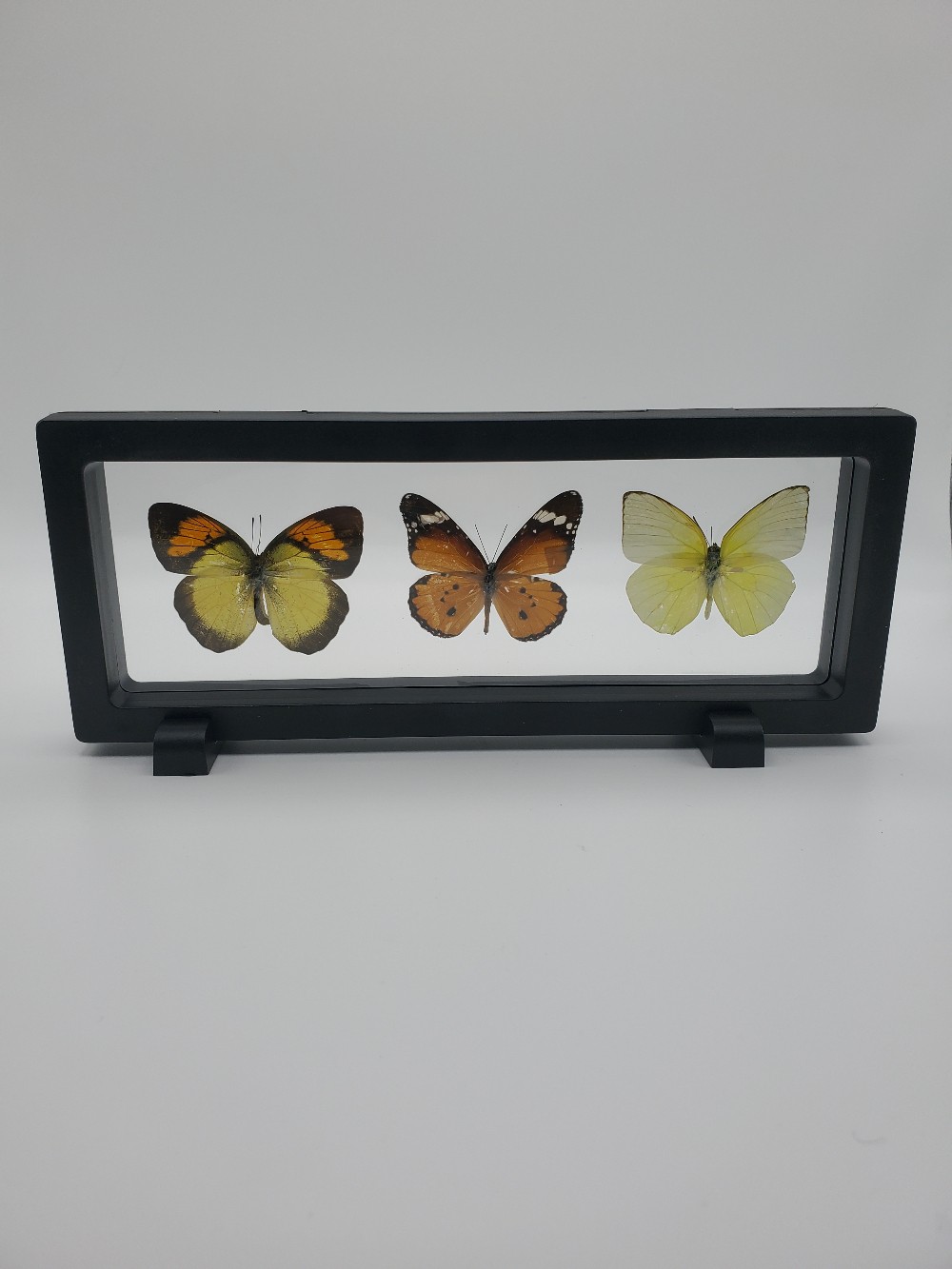 Three-Pieced Butterfly Taxidermy Horizontal Framed