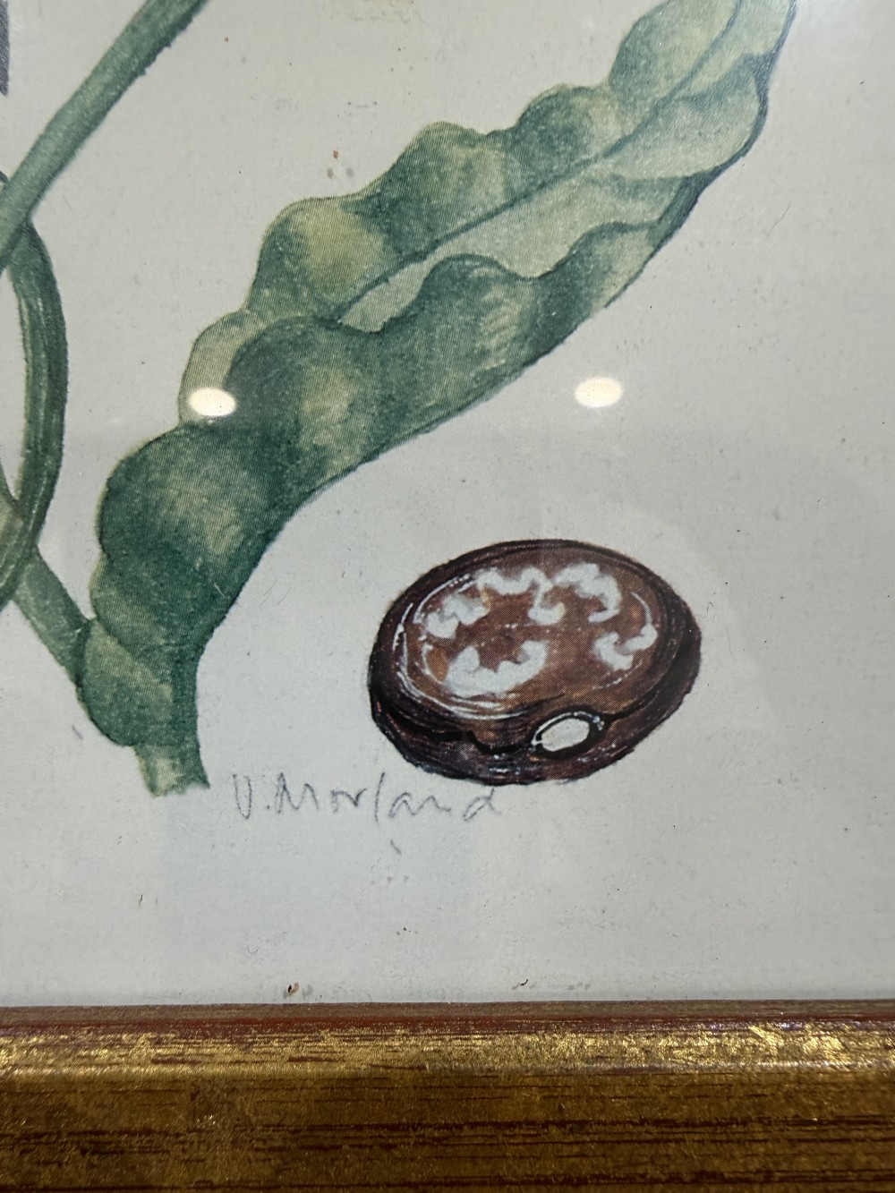 Vintage Framed Botanical Print
