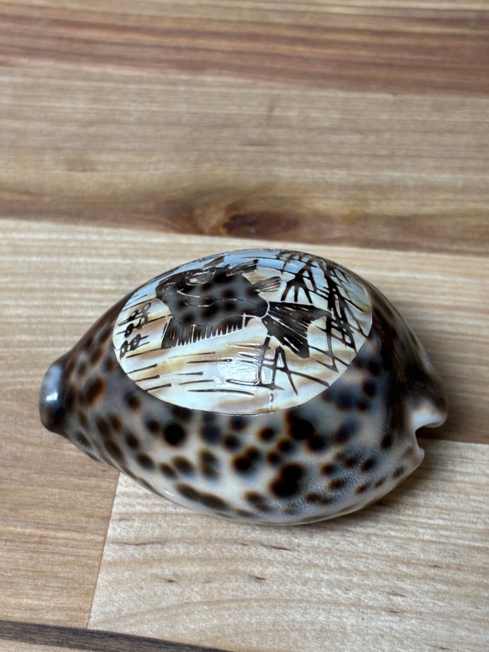 Hand Carved Cowrie Shell Fish Scene Souvenir Made in India