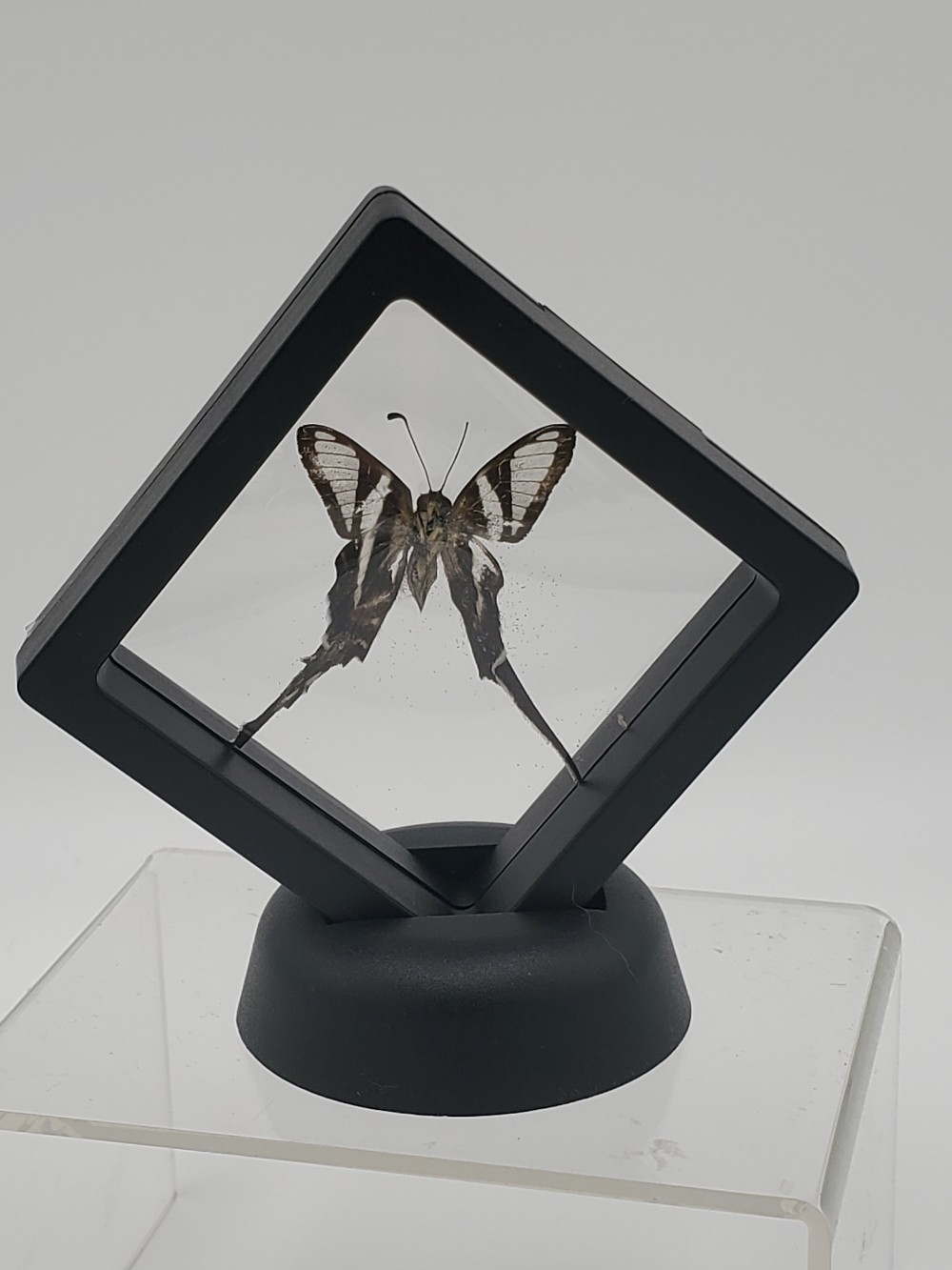 Dragontail Butterfly Taxidermy