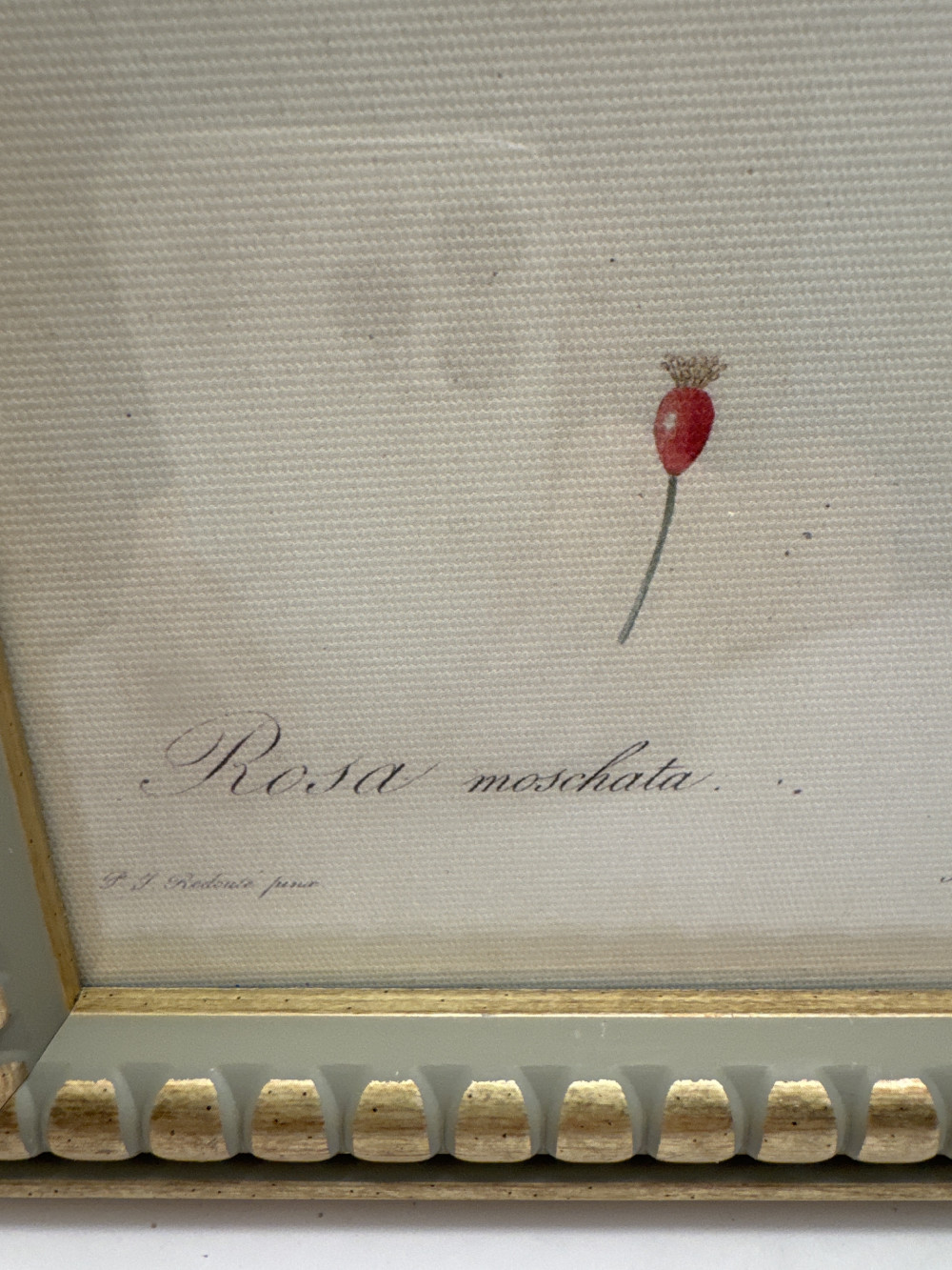 BOTIANICAL PRINT, MUSK ROSE BY REDOUTE, PARIS