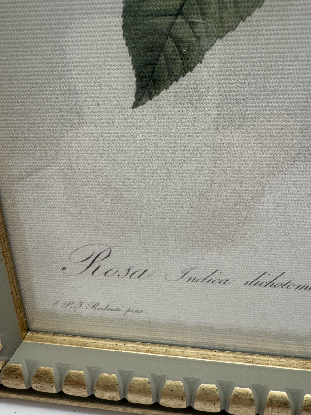 BOTANICAL PRINT, REPRODUCTION, ROSES