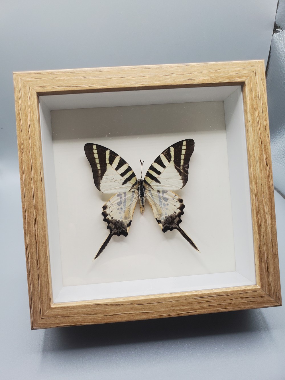 Butterfly Taxidermy Five Bar Swordtail