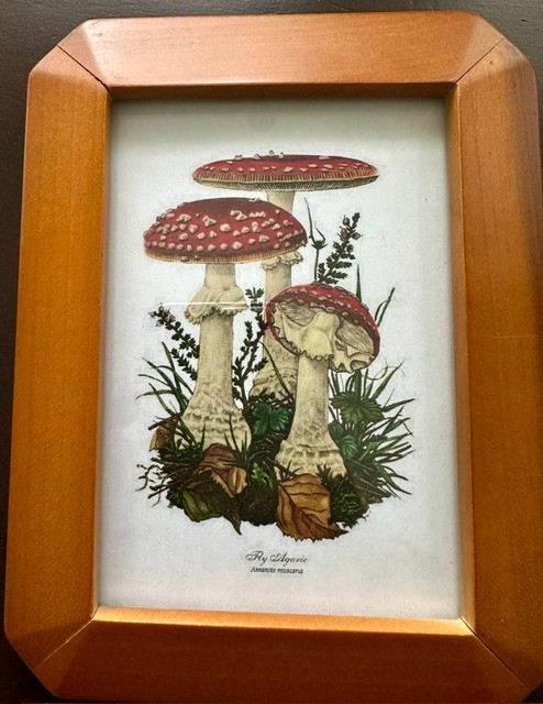 Vint-style mushroom print in wooden frame. Easel back or wall hanger.