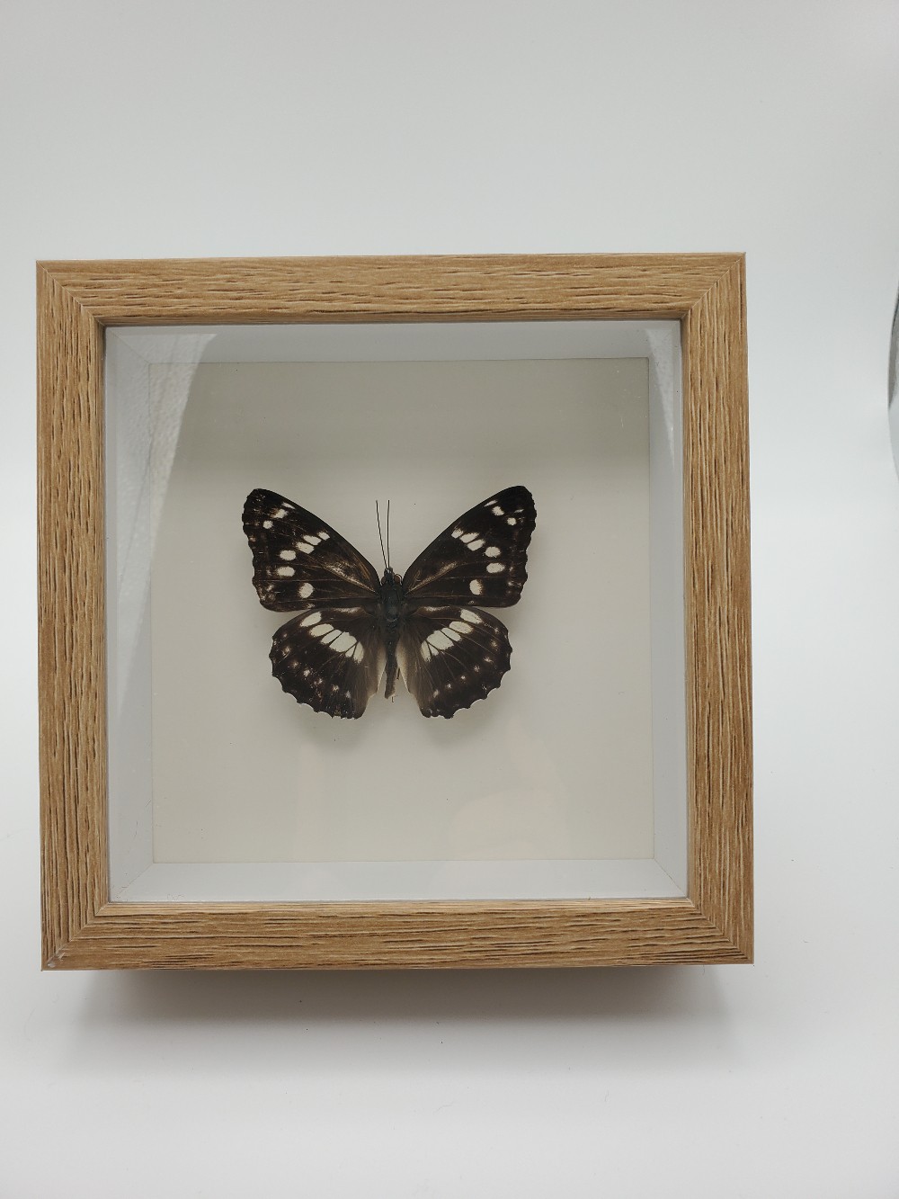 Mimathyma Nycteis Butterfly Taxidermy
