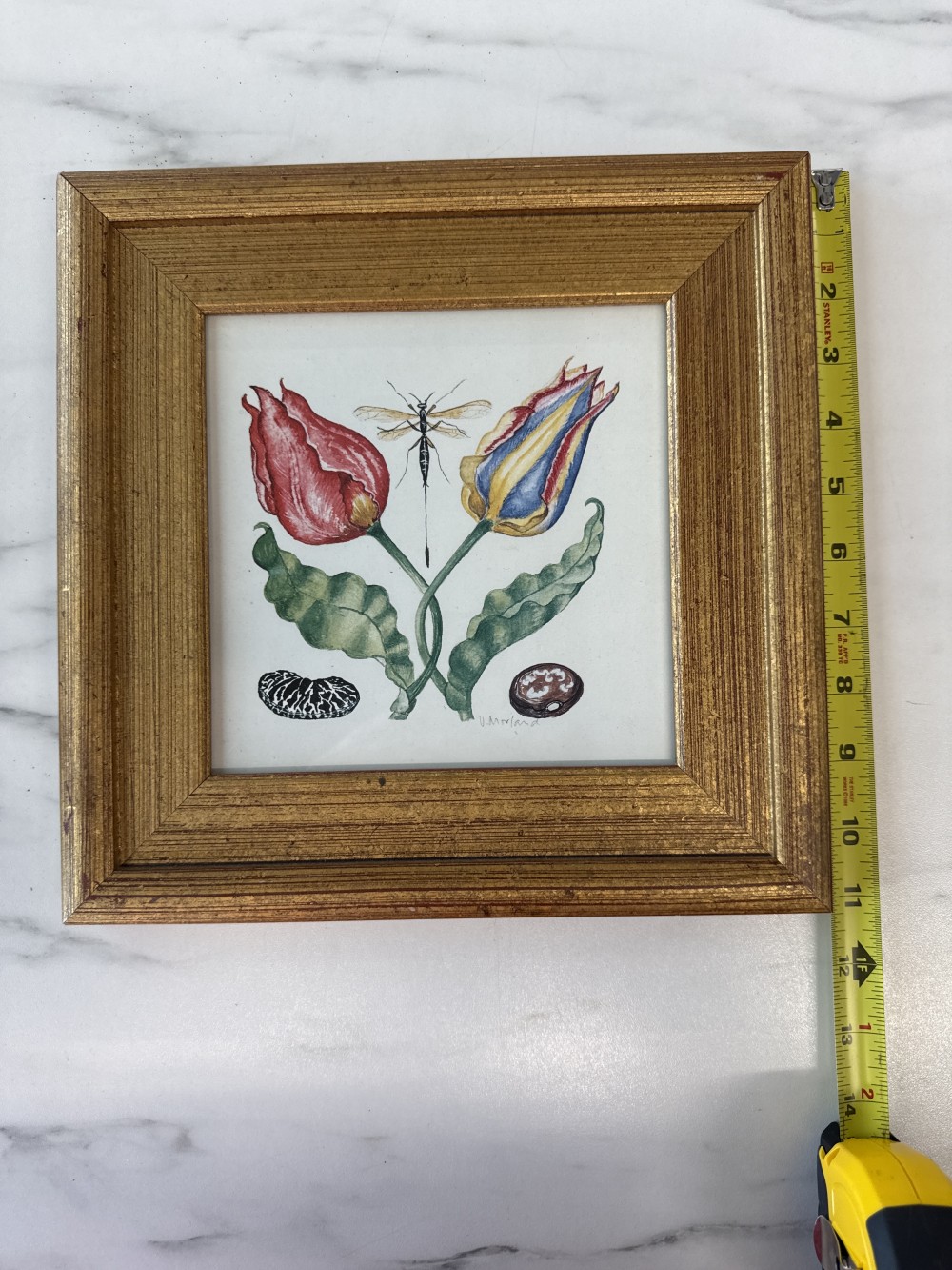 Tulip & Dragonfly Botanical Print