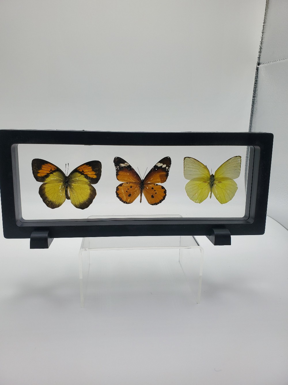 Three-Pieced Butterfly Taxidermy Horizontal Framed