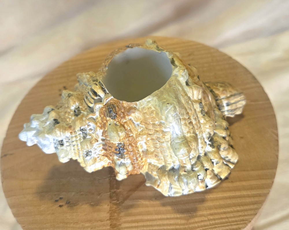 Vintage Conch Shell Candle Holder