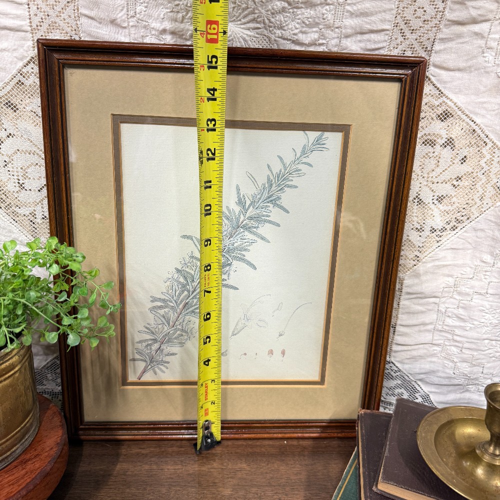 Framed Rosemary Botanical Print