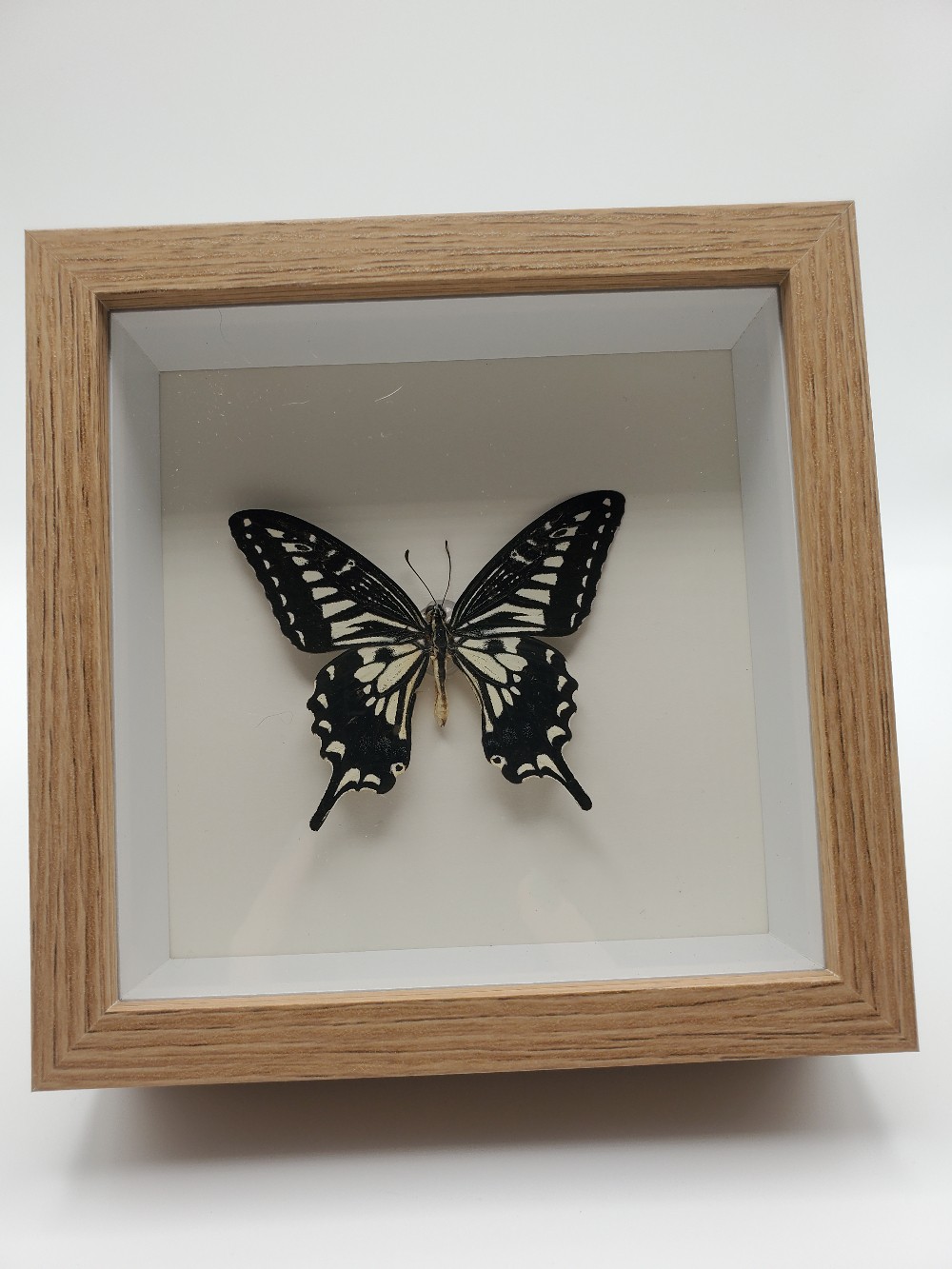Asian Swallowtail Butterfly Taxidermy