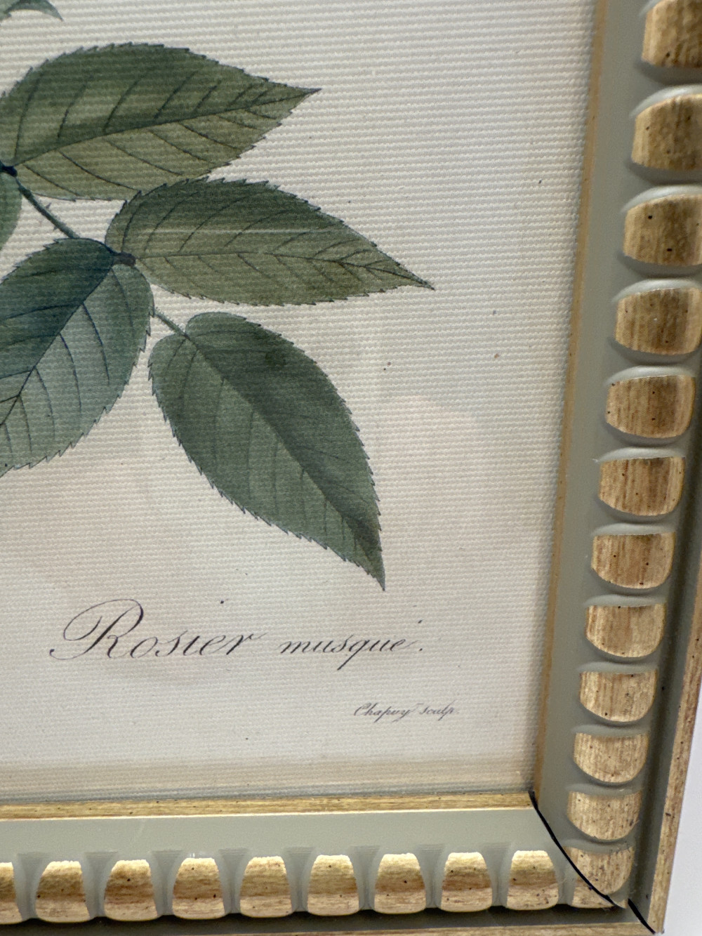 BOTIANICAL PRINT, MUSK ROSE BY REDOUTE, PARIS