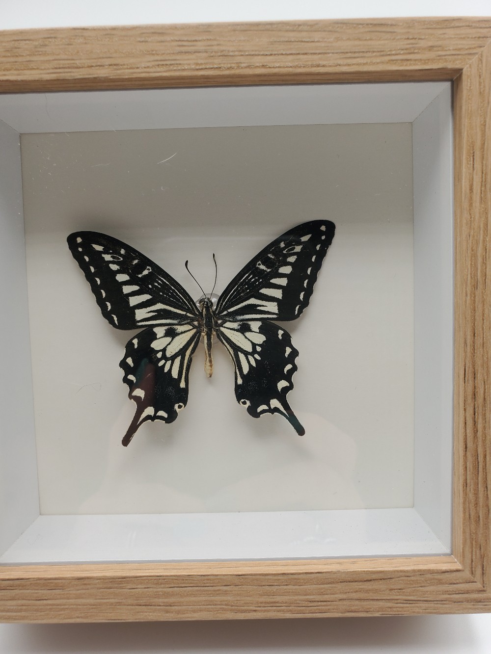 Asian Swallowtail Butterfly Taxidermy